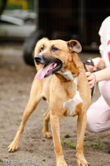 Wesoły Doniu,  pogodny psiak szuka domu!
