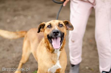 Wesoły Doniu,  pogodny psiak szuka domu!