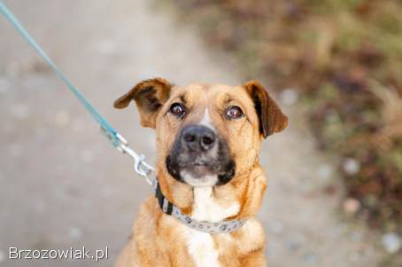 Wesoły Doniu,  pogodny psiak szuka domu!