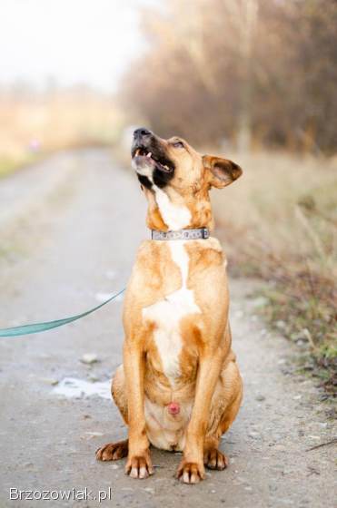 Wesoły Doniu,  pogodny psiak szuka domu!