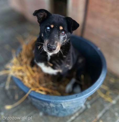 Babunia Perełka szuka swojego wymarzonego domu!
