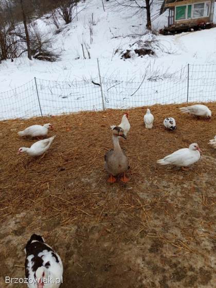 Zamienię Gąsiora na Gąskę