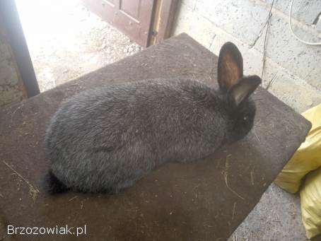 Sprzedam króliki