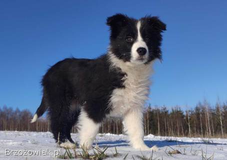 Rasowa suczka BORDER COLLIE z Hodowli,  z pełną dok.  Rodzice z rod.  FCI