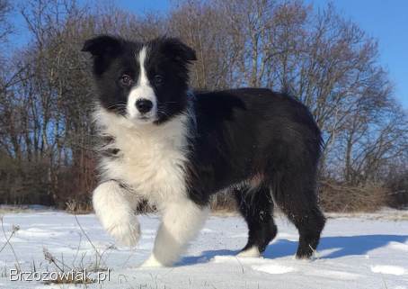 Rasowa suczka BORDER COLLIE z Hodowli,  z pełną dok.  Rodzice z rod.  FCI