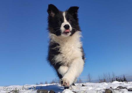 Rasowa suczka BORDER COLLIE z Hodowli,  z pełną dok.  Rodzice z rod.  FCI