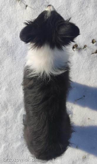 Rasowa suczka BORDER COLLIE z Hodowli,  z pełną dok.  Rodzice z rod.  FCI