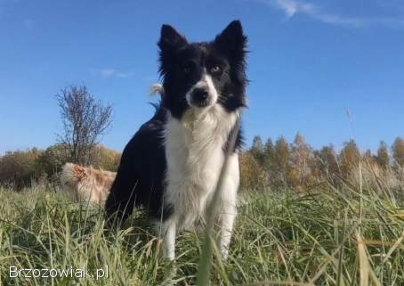 Rasowa suczka BORDER COLLIE z Hodowli,  z pełną dok.  Rodzice z rod.  FCI