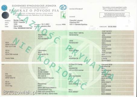 Rasowa suczka BORDER COLLIE z Hodowli,  z pełną dok.  Rodzice z rod.  FCI
