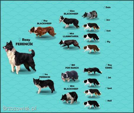 Rasowa suczka BORDER COLLIE z Hodowli,  z pełną dok.  Rodzice z rod.  FCI