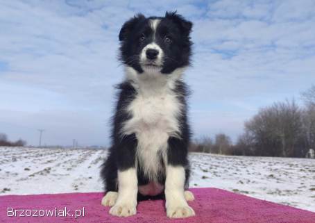 Suczka Border Collie z pełną dok.  Rasowa z Hodowli