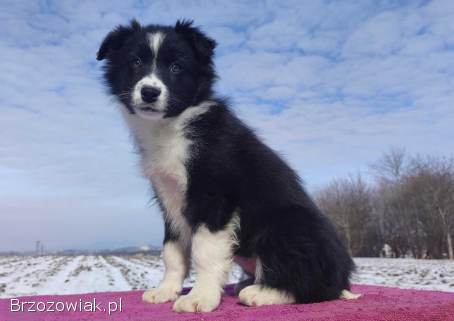 Suczka Border Collie z pełną dok.  Rasowa z Hodowli