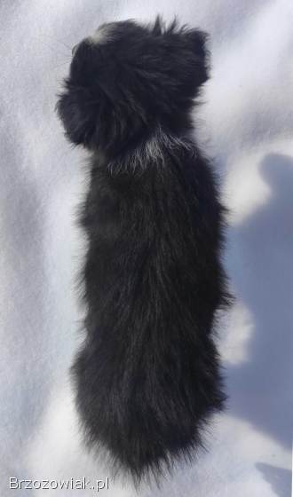 Suczka Border Collie z pełną dok.  Rasowa z Hodowli