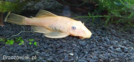 Zbrojniki złote Ancistrus sp.  L – 144.