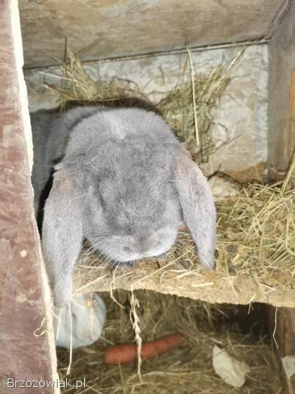 Barany francuskie młode samice