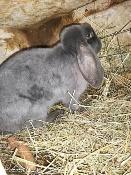 Barany francuskie młode samice