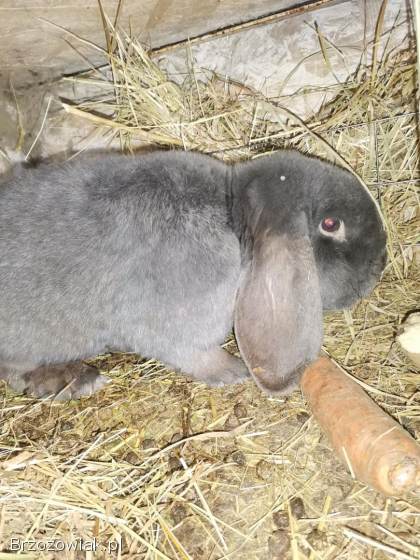 Barany francuskie młode samice