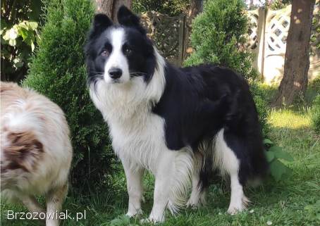 Reproduktor -  Krycie -  Border Collie