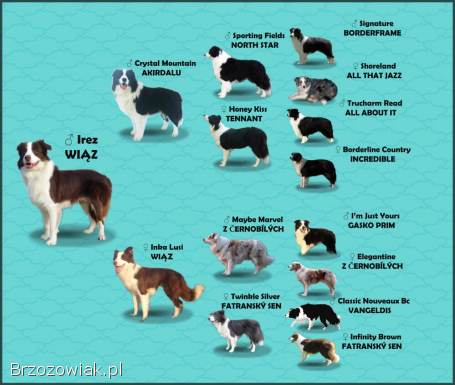 Reproduktor -  Krycie -  Border Collie