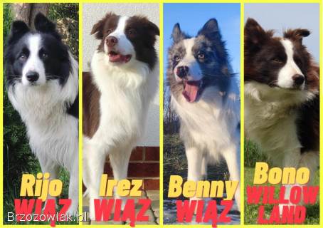 Reproduktor -  Krycie -  Border Collie