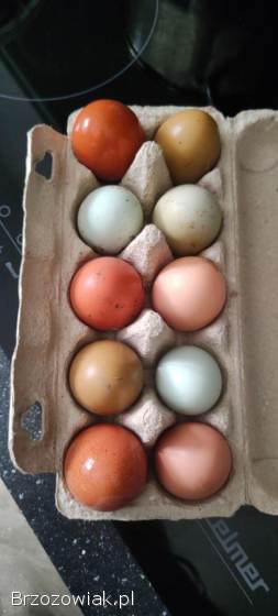 Jajka wiejskie