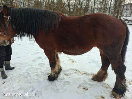 Piękna klacz ze źrebicą