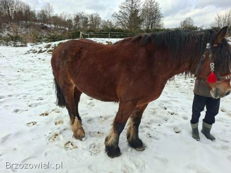 Piękna klacz ze źrebicą