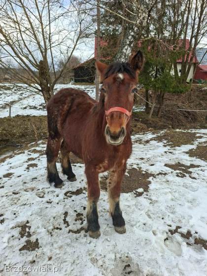 Piękna klacz ze źrebicą