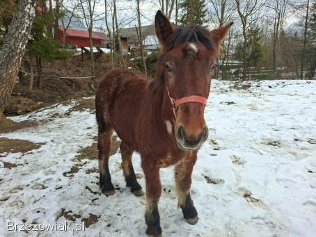 Piękna klacz ze źrebicą