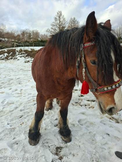 Piękna klacz ze źrebicą