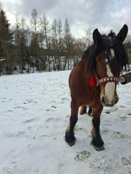 Piękna klacz ze źrebicą