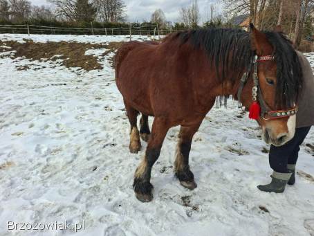 Piękna klacz ze źrebicą
