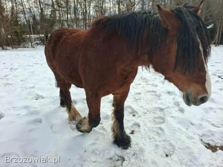 Piękna klacz ze źrebicą