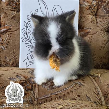 Królik miniaturka Domowa Hodowla Bastion Uszatych