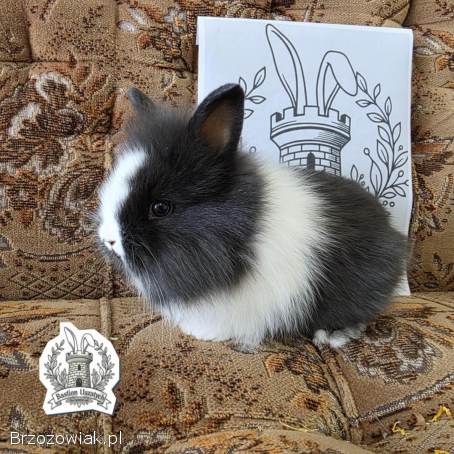 Królik miniaturka Domowa Hodowla Bastion Uszatych