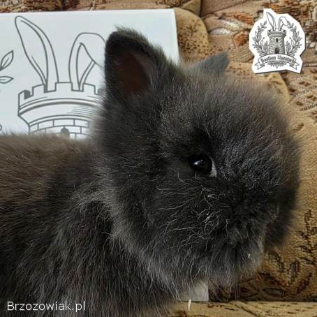 Królik miniaturka Domowa Hodowla Bastion Uszatych