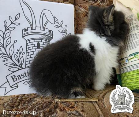 Królik miniaturka Domowa Hodowla Bastion Uszatych
