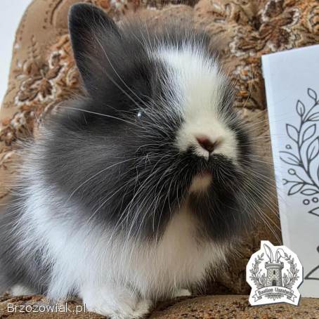 Królik miniaturka Domowa Hodowla Bastion Uszatych