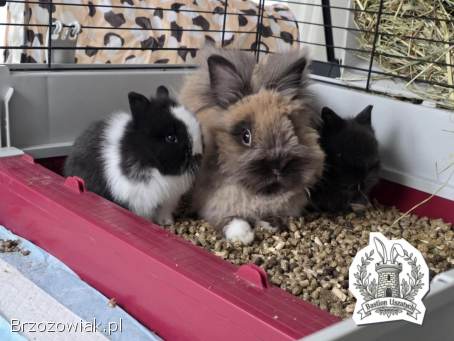 Królik miniaturka Domowa Hodowla Bastion Uszatych