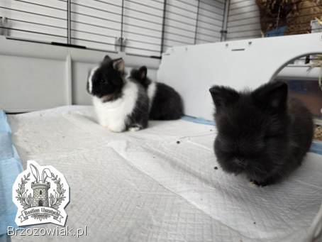 Królik miniaturka Domowa Hodowla Bastion Uszatych