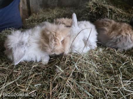 Króliki miniaturka lewek / baranek miniaturowy