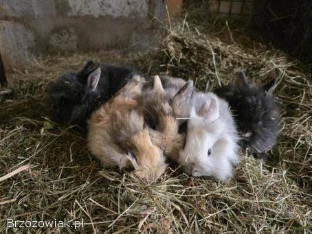 Króliki miniaturka lewek / baranek miniaturowy