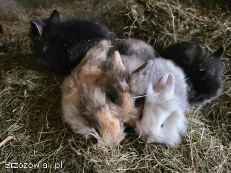 Króliki miniaturka lewek / baranek miniaturowy