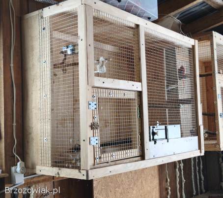 Klatka + papugi rozelle