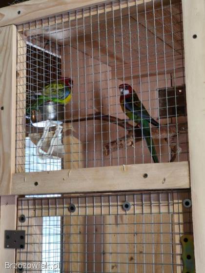 Klatka + papugi rozelle