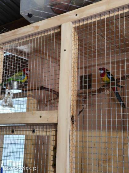 Klatka + papugi rozelle