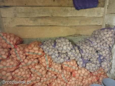 Ziemniaki Soraya i bellarosa