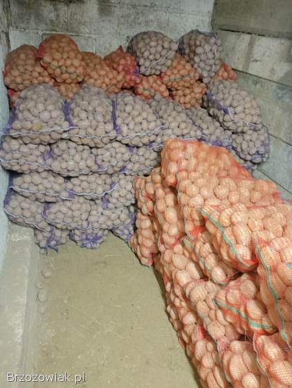 Ziemniaki Soraya i bellarosa