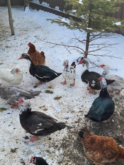 Sprzedam Kaczki / Kaczory