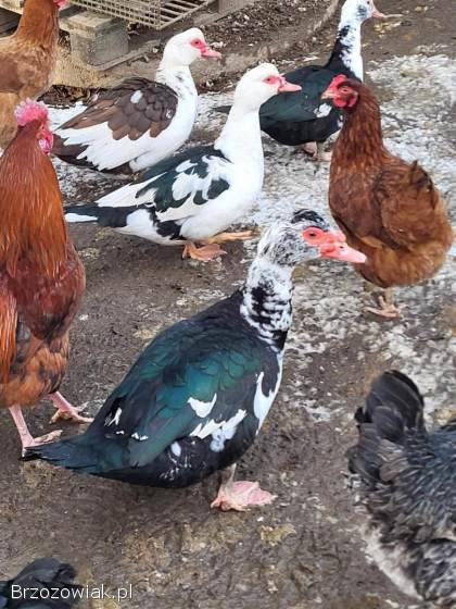 Sprzedam Kaczki / Kaczory